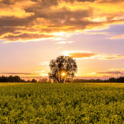 Pereelu areng: miks muutused peres on paratamatud ja kuidas nendega toime tulla