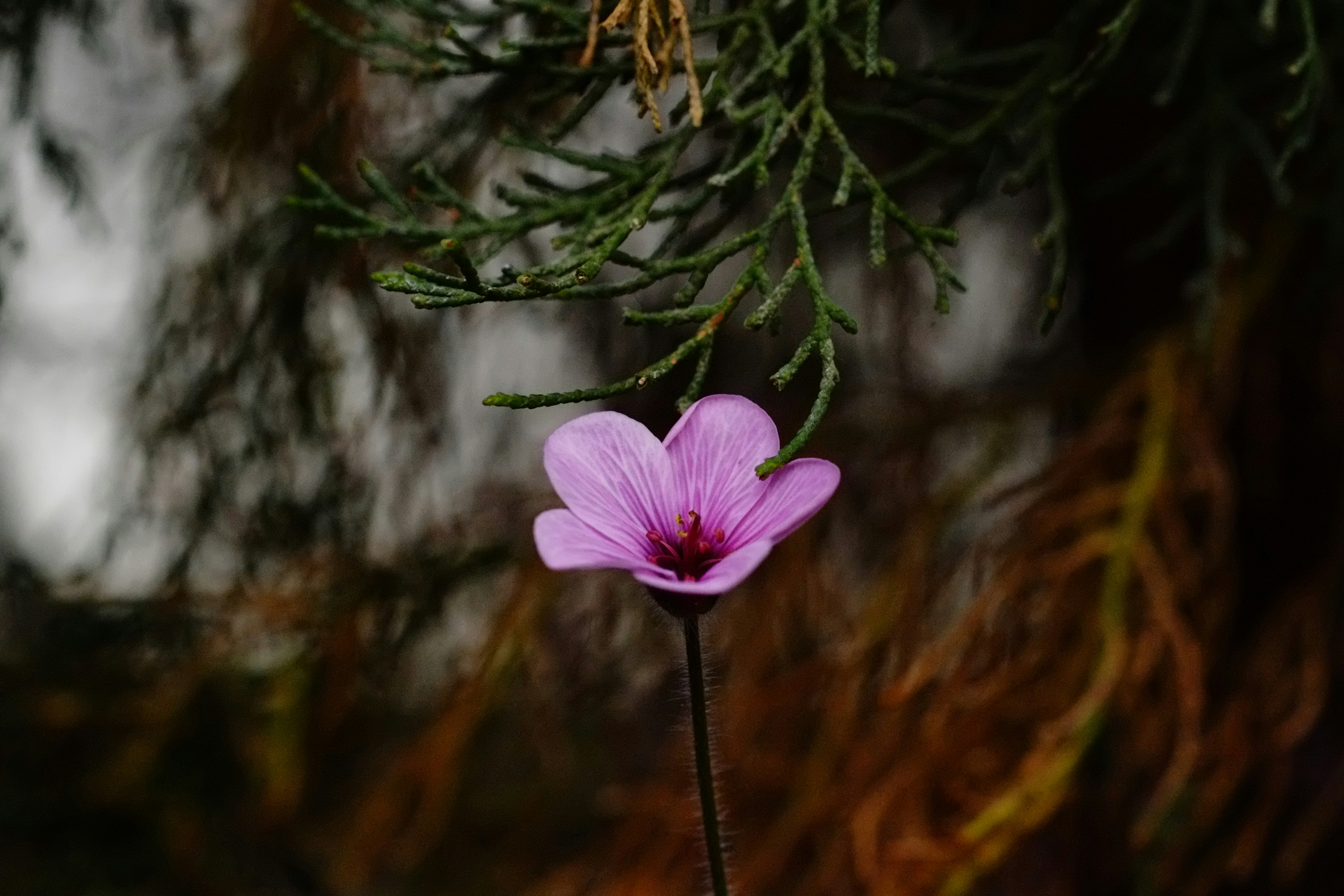 Paarisuhe ja selle areng: miks armumine muutub ja mida see tegelikult tähendab?